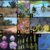 Solanum watneyi (DEF) un Solanum eburneum (ABC) salīdzinājums