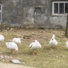 Papildus zvaigznēm varēja apskatīt zosis