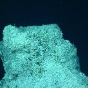 Rimicaris hybisae