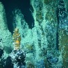 Rimicaris hybisae
