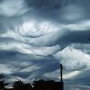 Undulatus asperatus