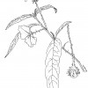 Solanum watneyi
