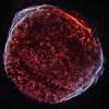 Pārnovas SN 1006 atliekas rentgenstaros