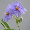 Solanum watneyi