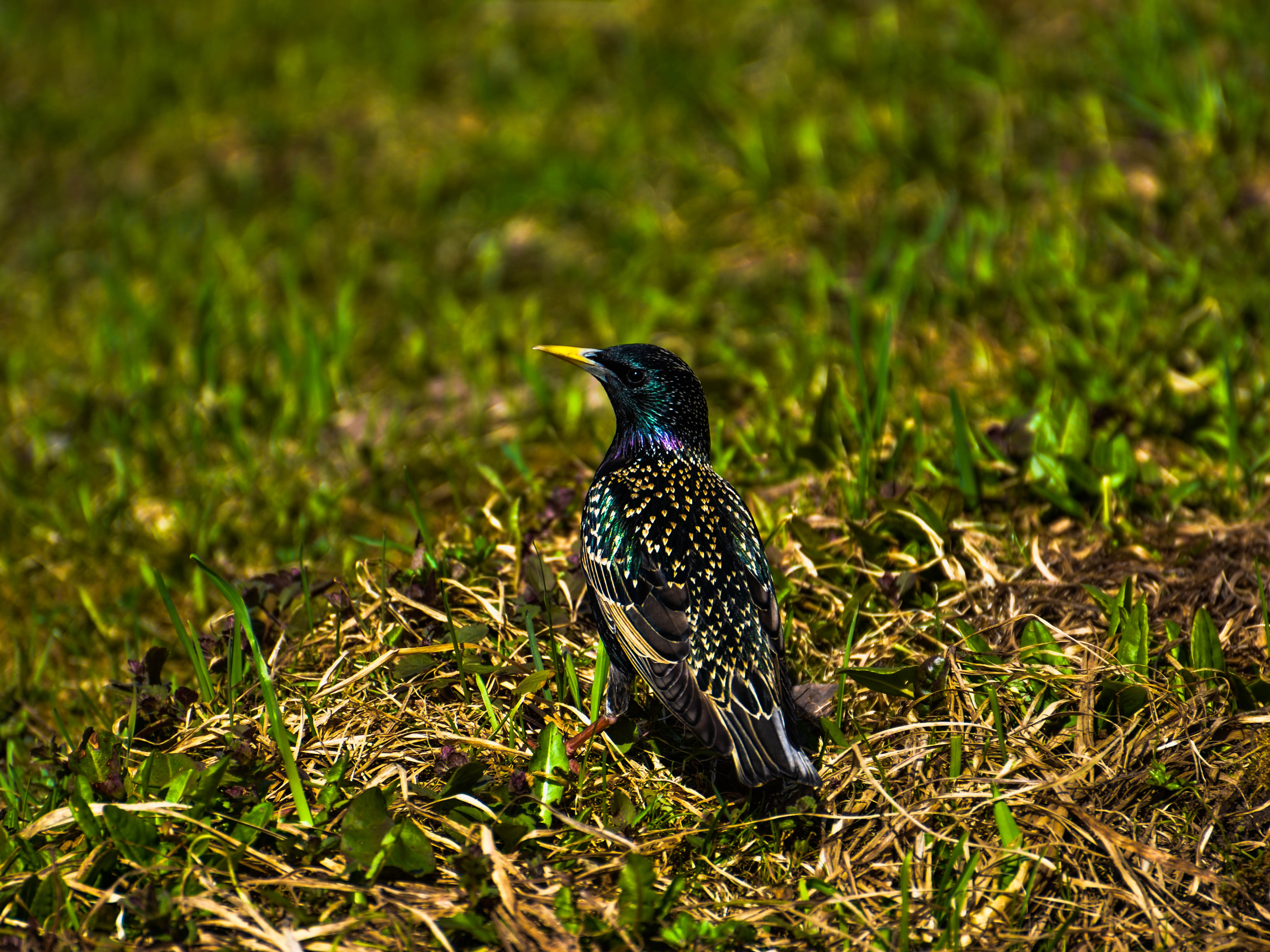 DSC_4489.jpg