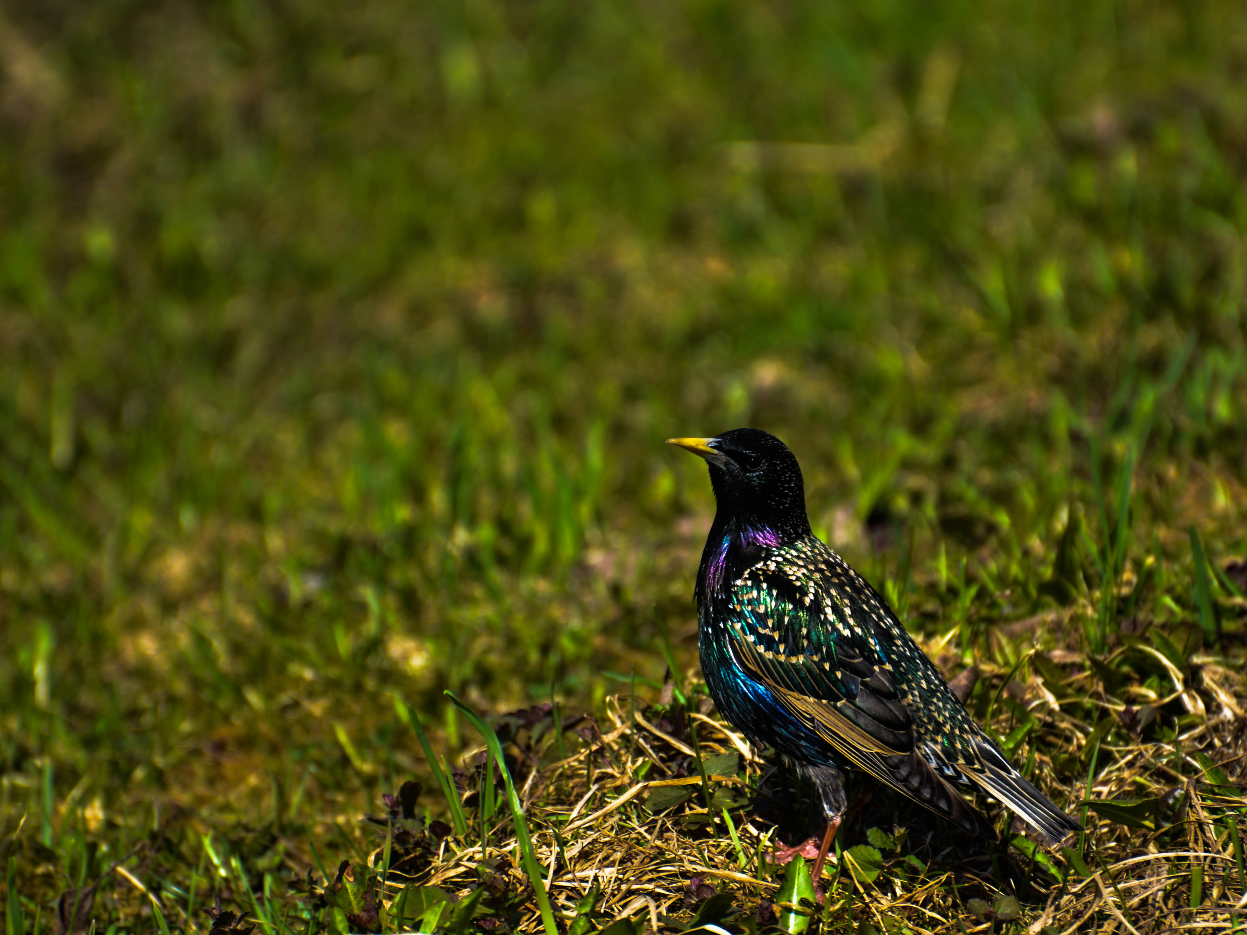 DSC_4491-3.jpg