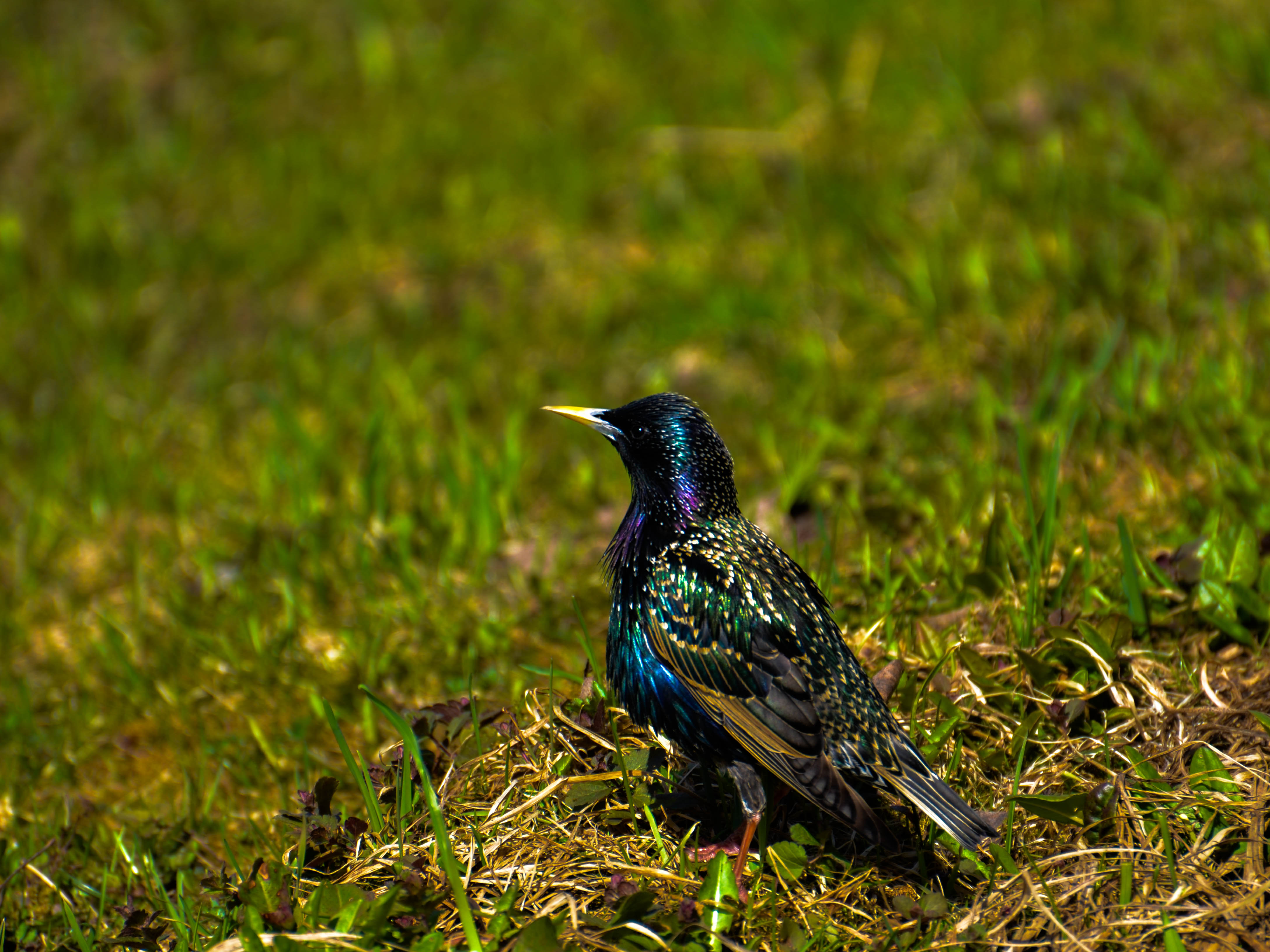 DSC_4492-2.jpg