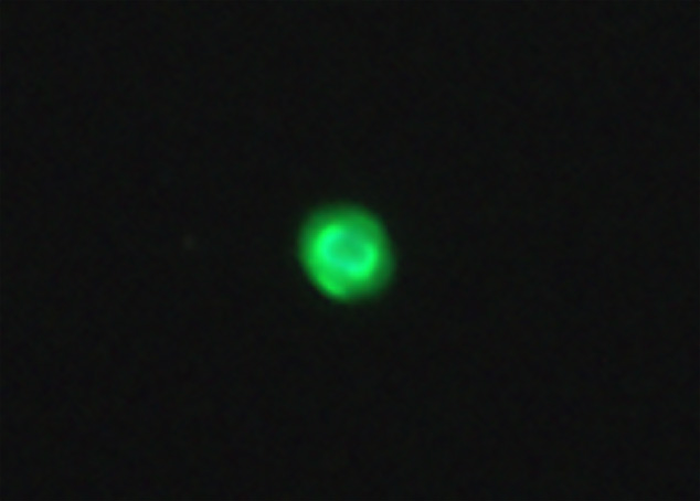 ngc7662crop.jpg
